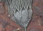 x Scyphocrinites Crinoid Plate - Morocco #22846-2
